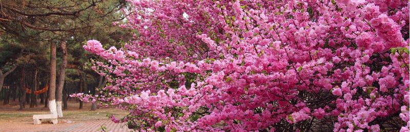 春暖花开