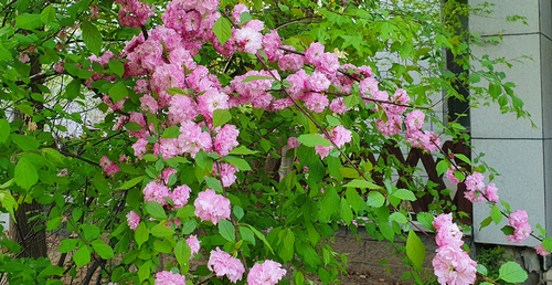 刺枚花