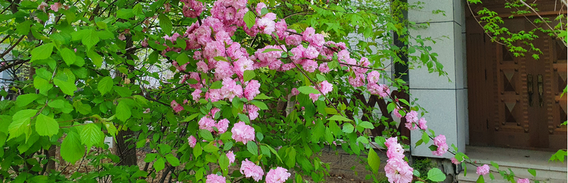 刺枚花